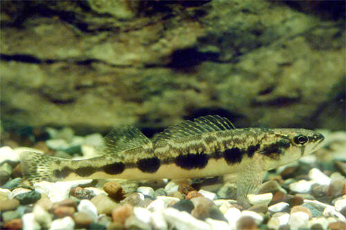 Blackside Darter