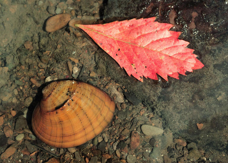 Butterfly Mussel