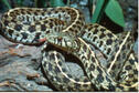 Checkered Garter Snake
