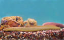 Chestnut Lamprey