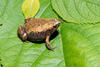 Eastern Narrowmouth Toad