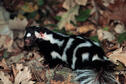 Eastern Spotted Skunk