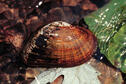 Elktoe Mussel