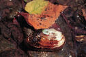 Ellipse Mussel