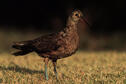 Eskimo Curlew