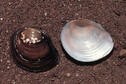 Flat Floater Mussel