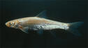 Flathead Chub