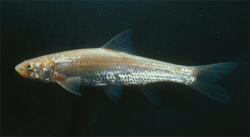 Flathead Chub
