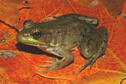 Green Frog