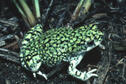 Green Toad