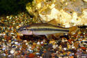 Hornyhead Chub