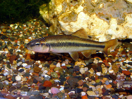 Hornyhead Chub