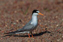Least Tern