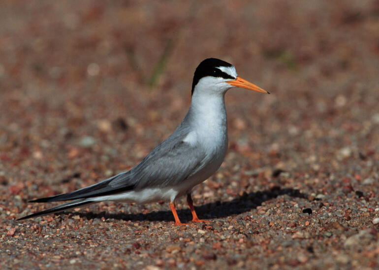 Least Tern