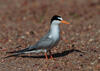Least Tern