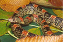 Longnose Snake
