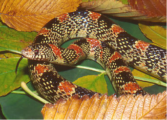 Longnose Snake