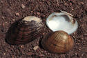 Mucket Mussel