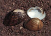Mucket Mussel