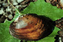 Neosho Mucket Mussel
