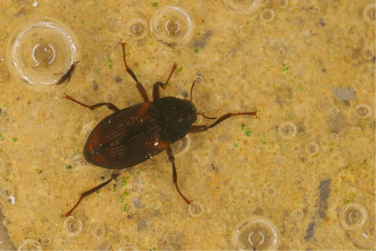 Optioservus Rifle Beetle