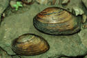 Ouachita Kidneyshell Mussel