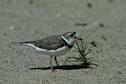 Piping Plover