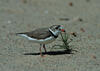 Piping Plover
