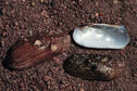 Rabbitsfoot Mussel