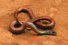 Redbelly Snake
