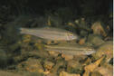 Redspot Chub