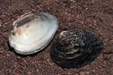 Rock Pocketbook Mussel