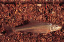 Silver Chub