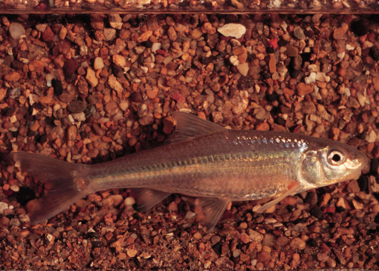 Silver Chub