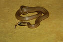 Smooth Earth Snake