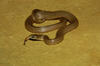 Smooth Earth Snake