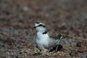 Snowy Plover