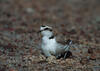 Snowy Plover