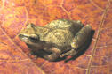 Spring Peeper