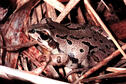 Strecker's Chorus Frog