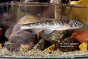 Sturgeon Chub