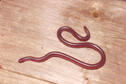 Texas Blind Snake
