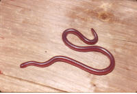 Texas Blind Snake