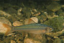 Topeka Shiner