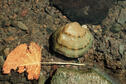 Western Fanshell Mussel