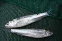 Western Silvery Minnow