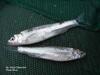 Western Silvery Minnow