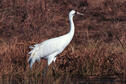 Whooping Crane