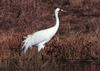Whooping Crane