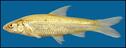 Plains Minnow